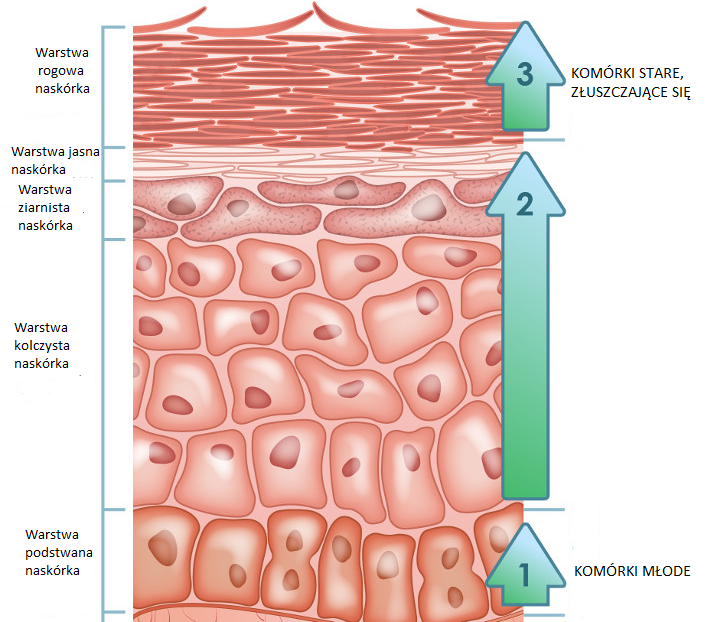 Dermestetica Tarn w Budowa I Funkcja Sk ry Jak To Dzia a Dermestetica Tarn w Budowa I Funkcja Sk ry Jak To Dzia a